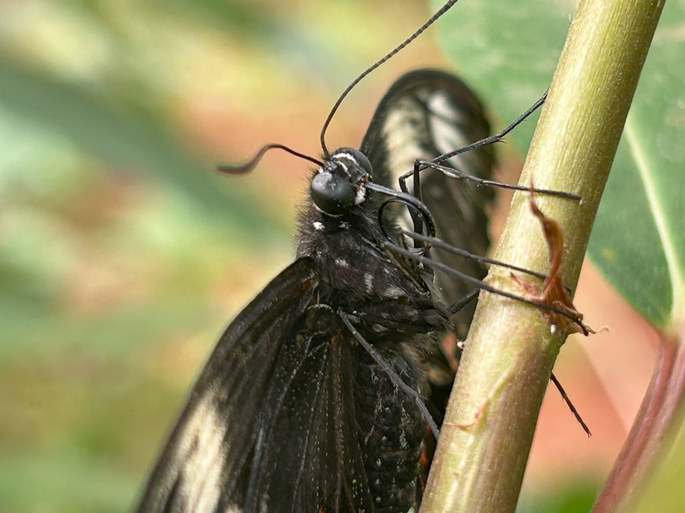 a close up of a black and white butterfly on a plant