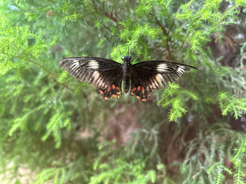 a butterfly sitting on top of a tree branch