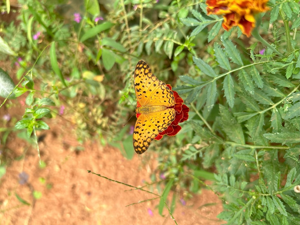 a yellow and red butterfly sitting on a flower