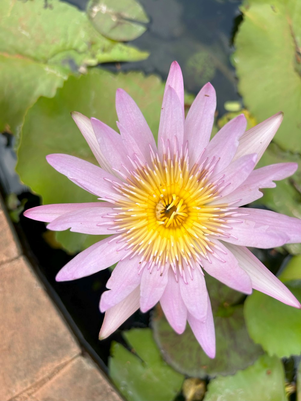 a pink flower with a yellow center surrounded by water lilies