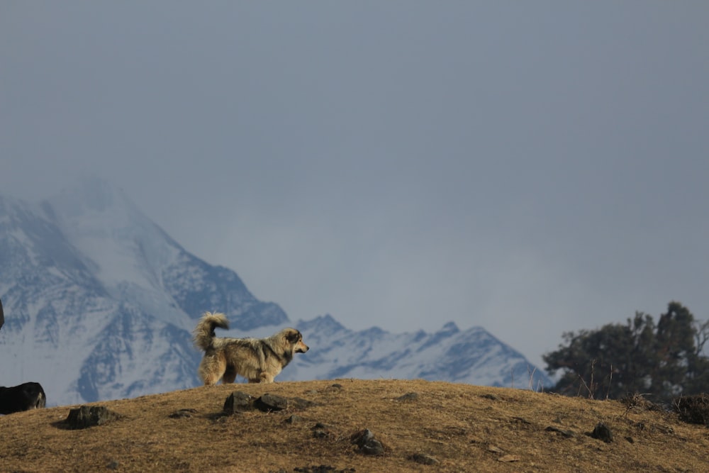 a dog standing on top of a grass covered hill