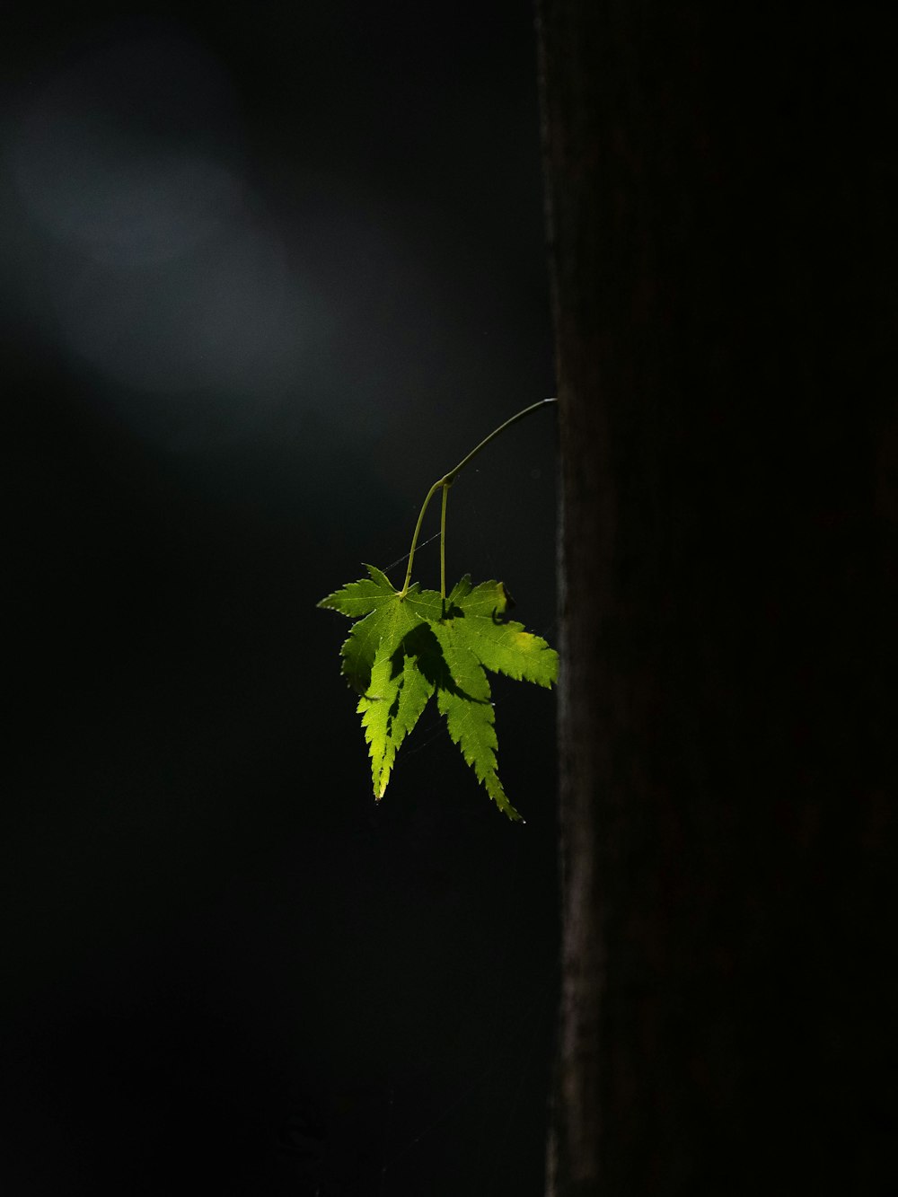 a green leaf hanging from the side of a tree