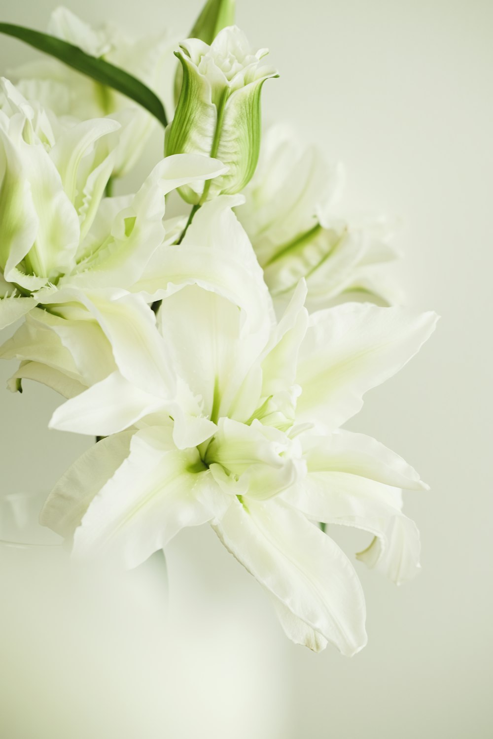 eine weiße Vase gefüllt mit weißen Blumen auf einem Tisch