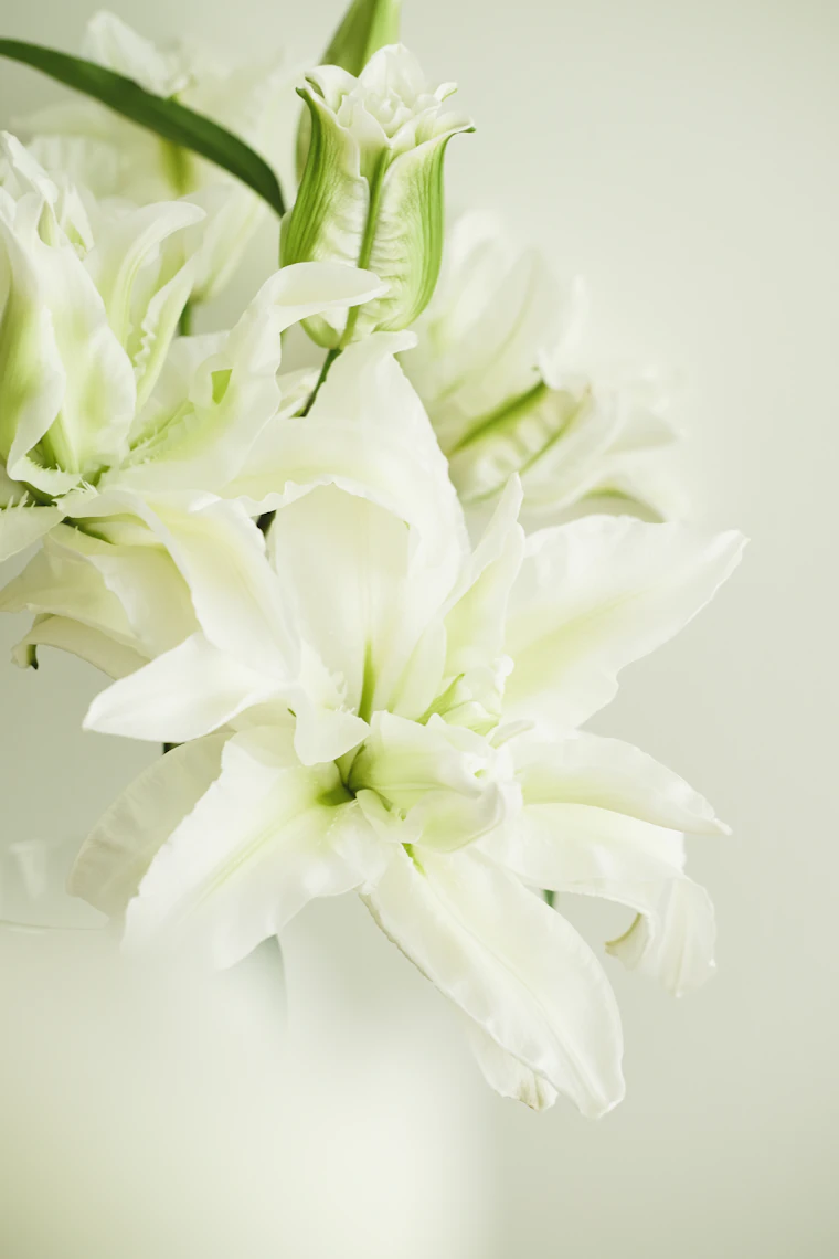 White lilies