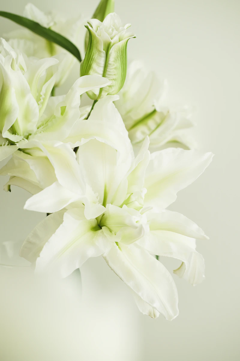 White lilies in soft light