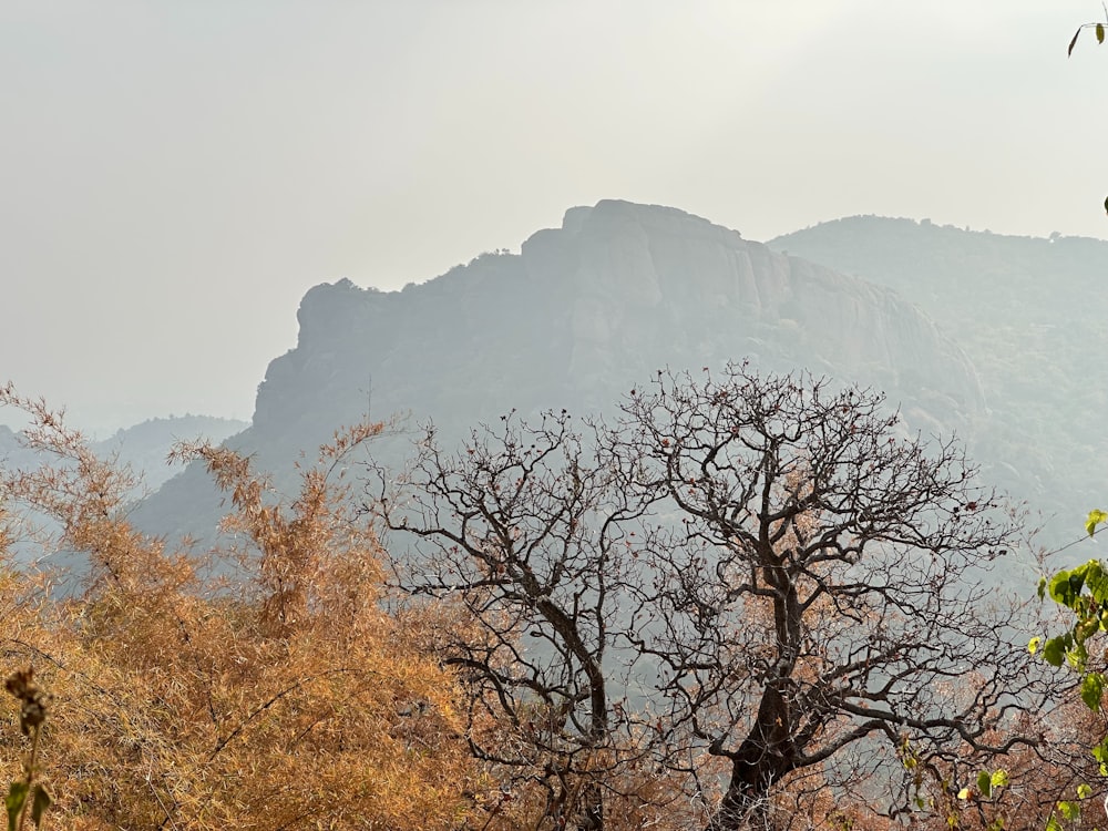 a view of a mountain range with trees in the foreground