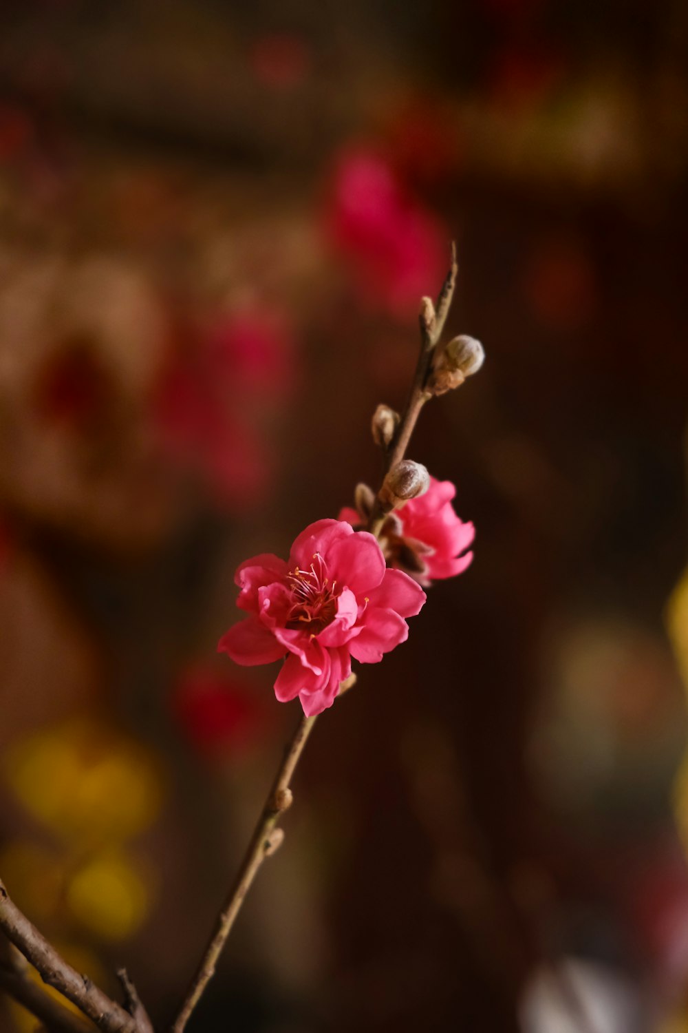a branch with pink flowers in a vase