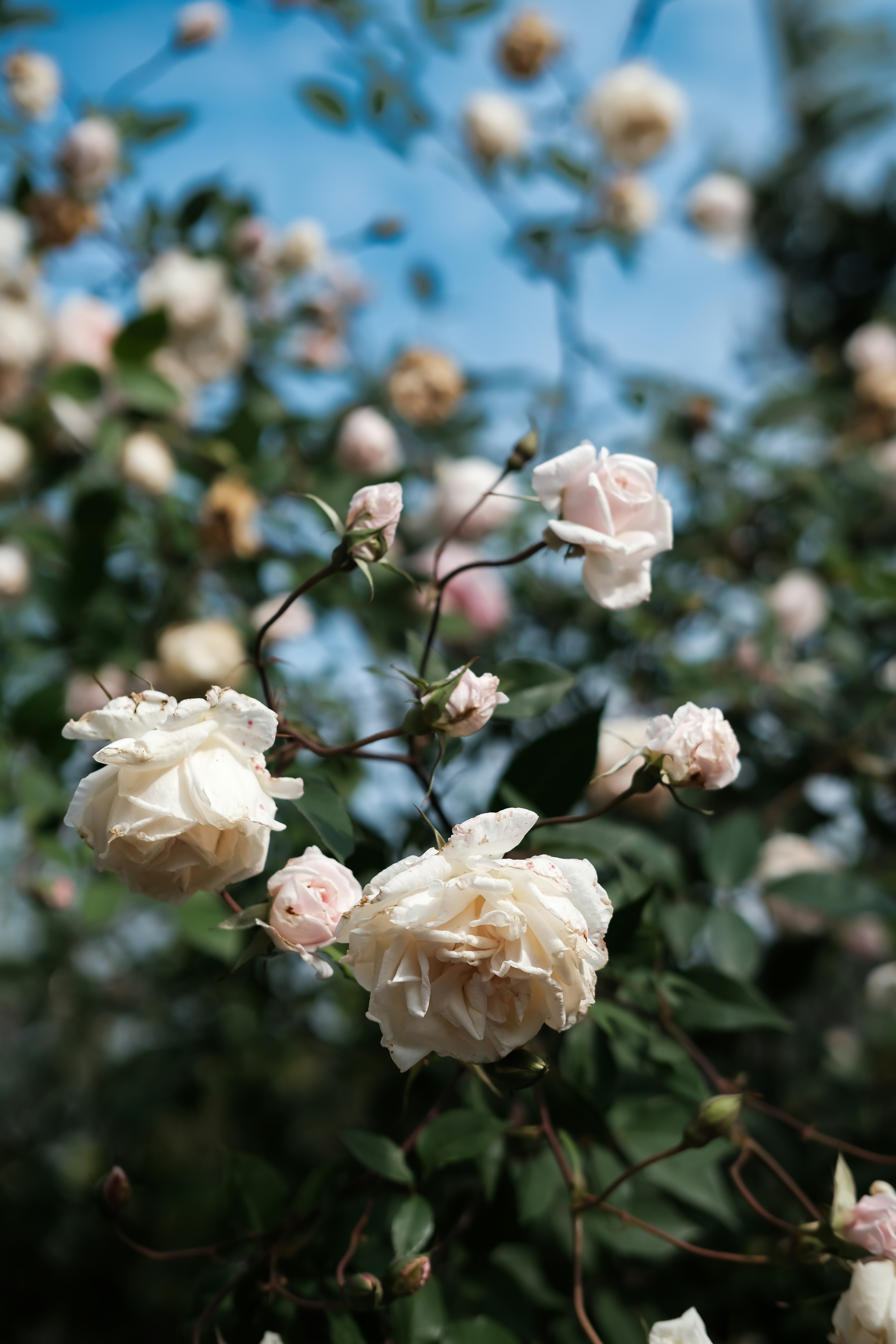 Photo by nganduong93