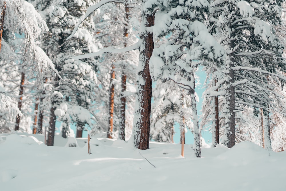 a man riding skis down a snow covered slope