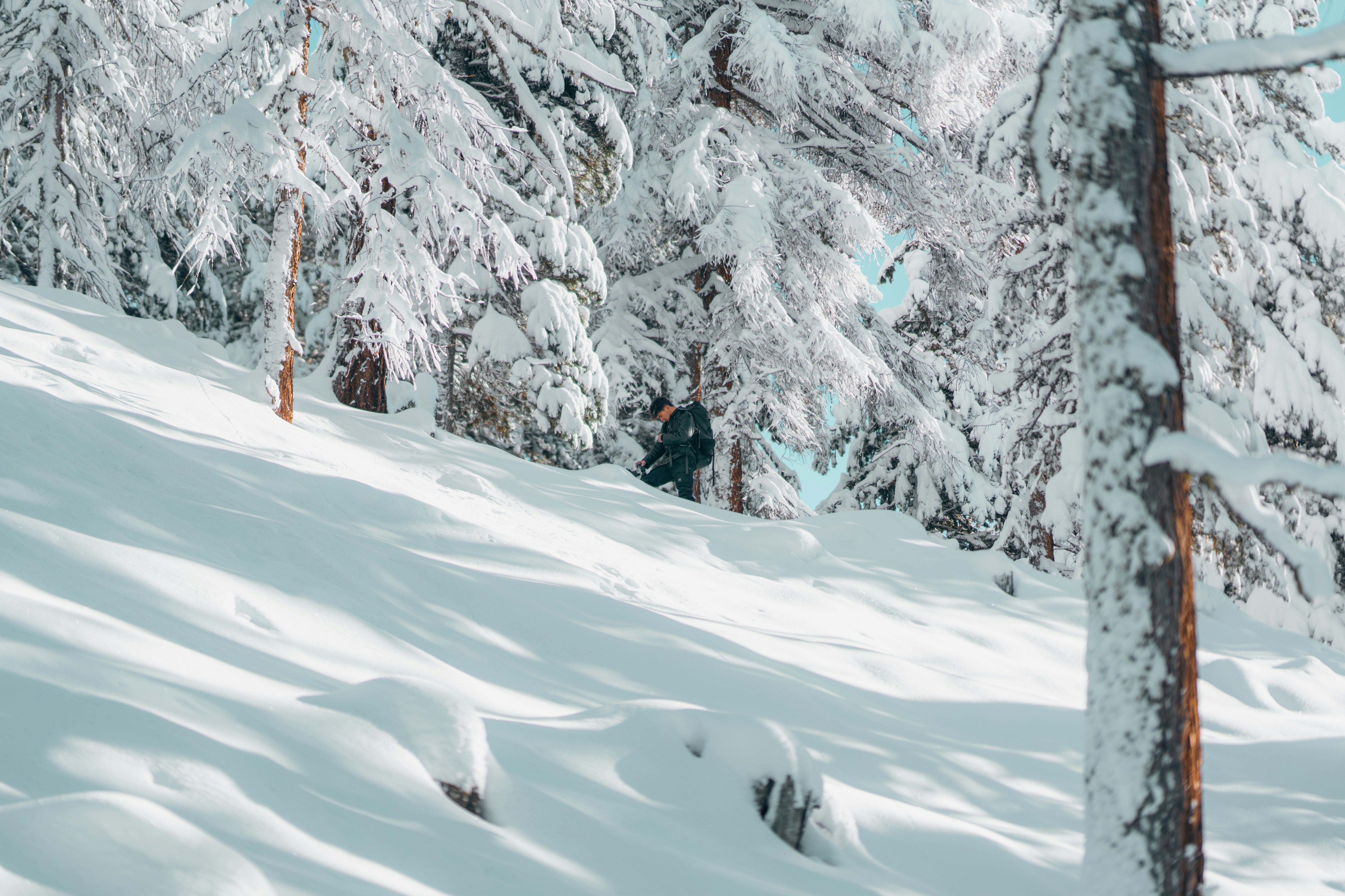 Photo by siboldmichel