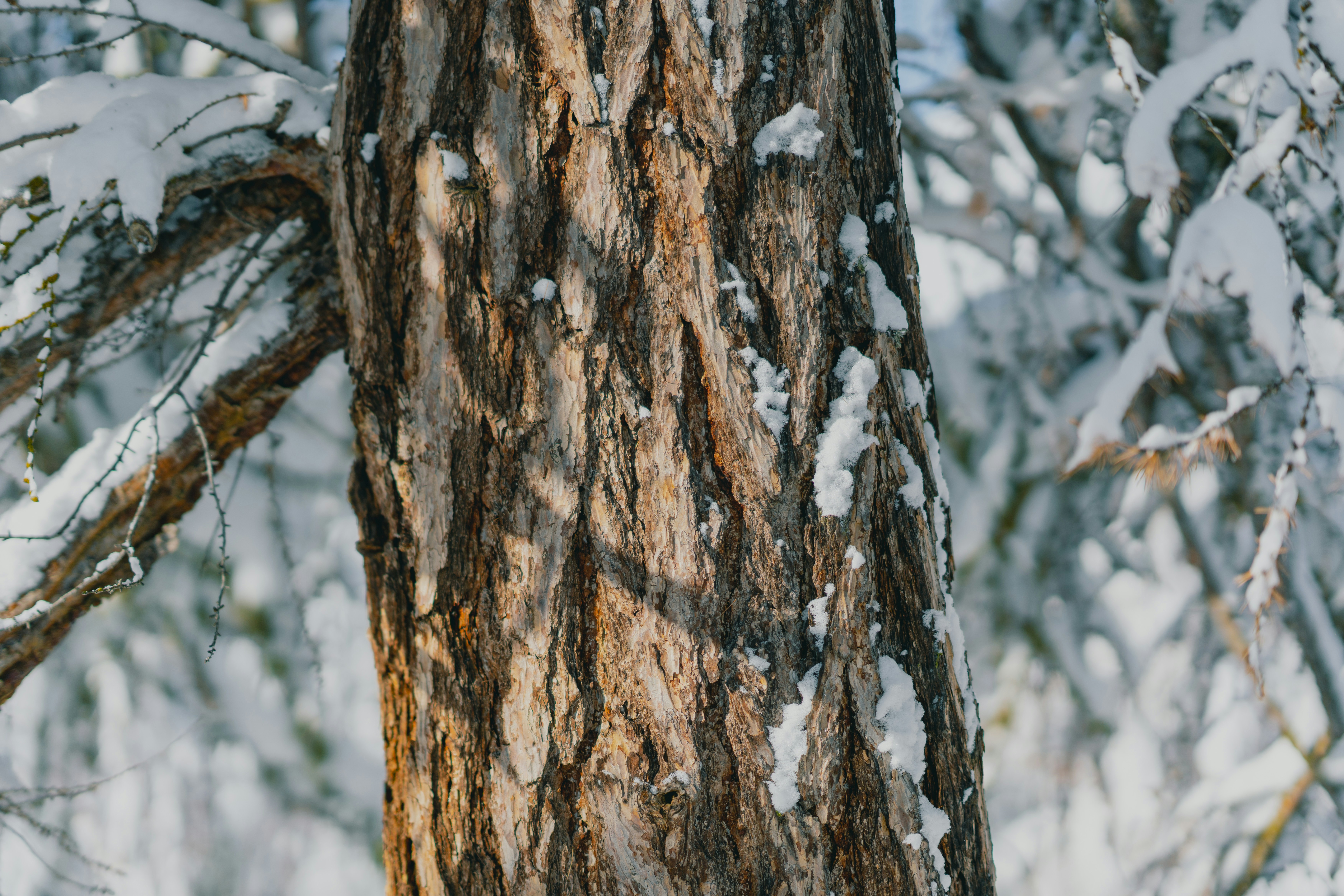 Photo by siboldmichel