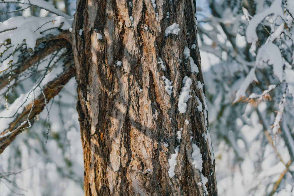 a close up of a tree with snow on it