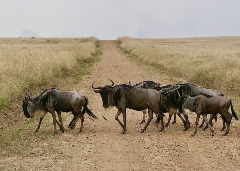 Masai Mara: Kenya's Iconic Wildlife Plains