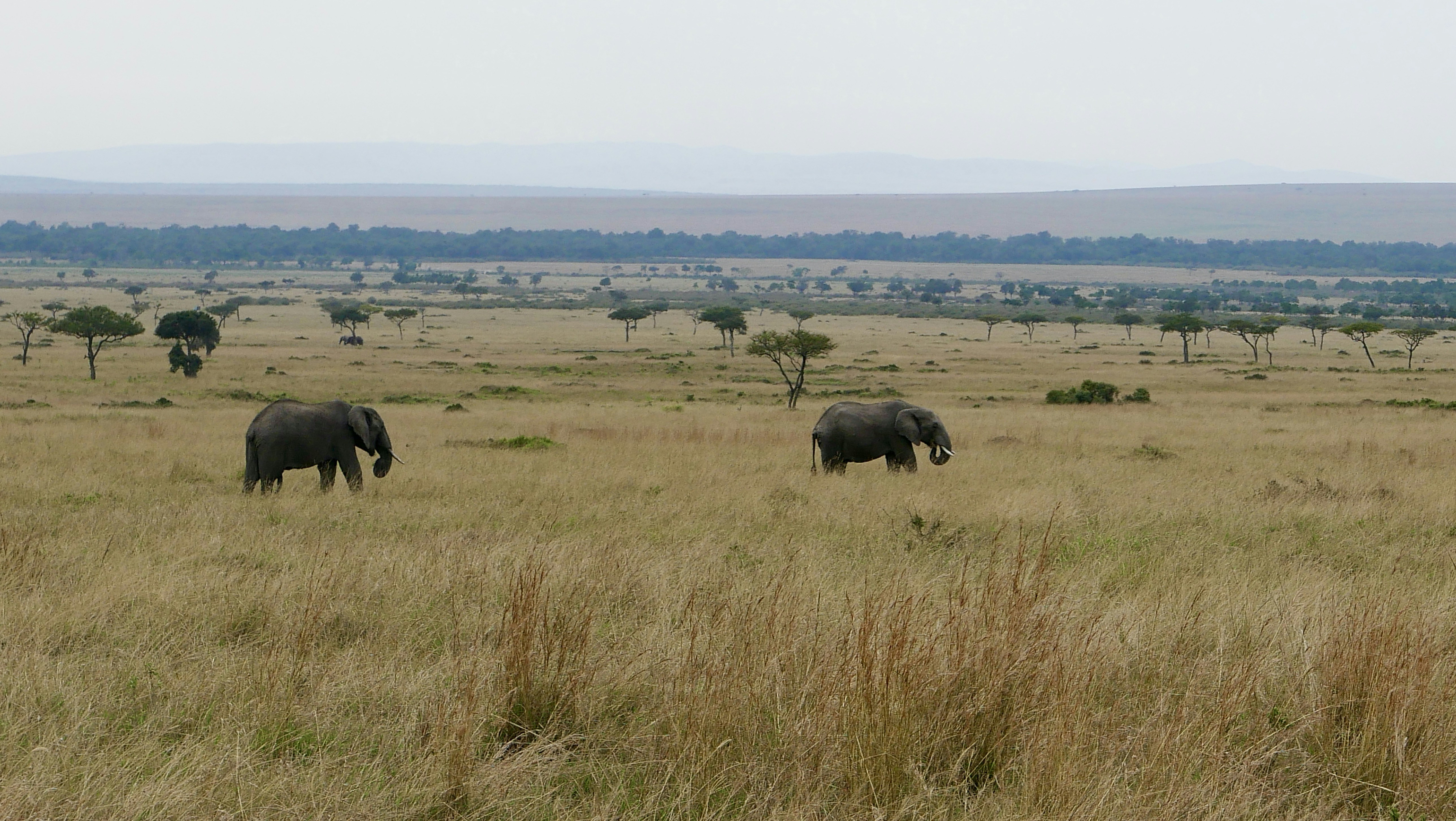 a couple of elephants that are standing in the grass