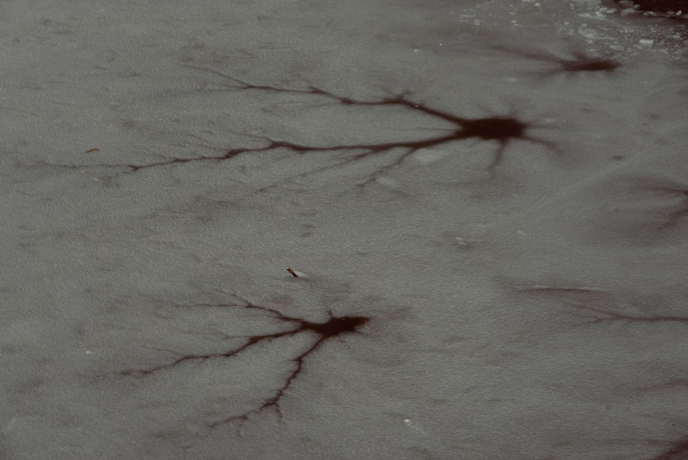 a snow covered ground with bare branches on it