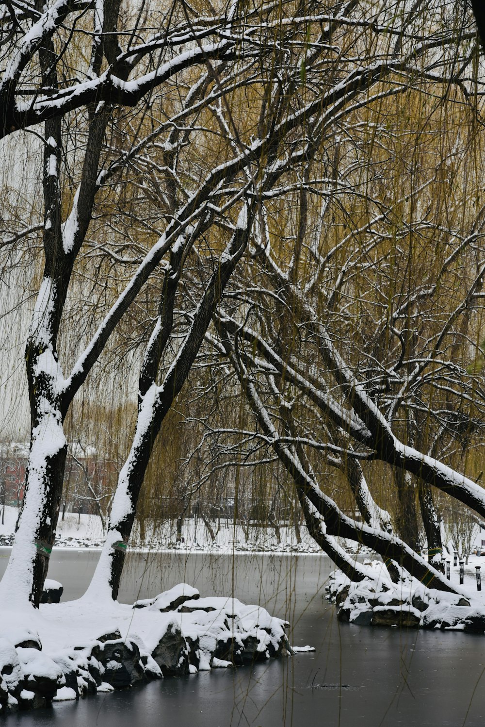 a pond surrounded by snow covered trees in a park