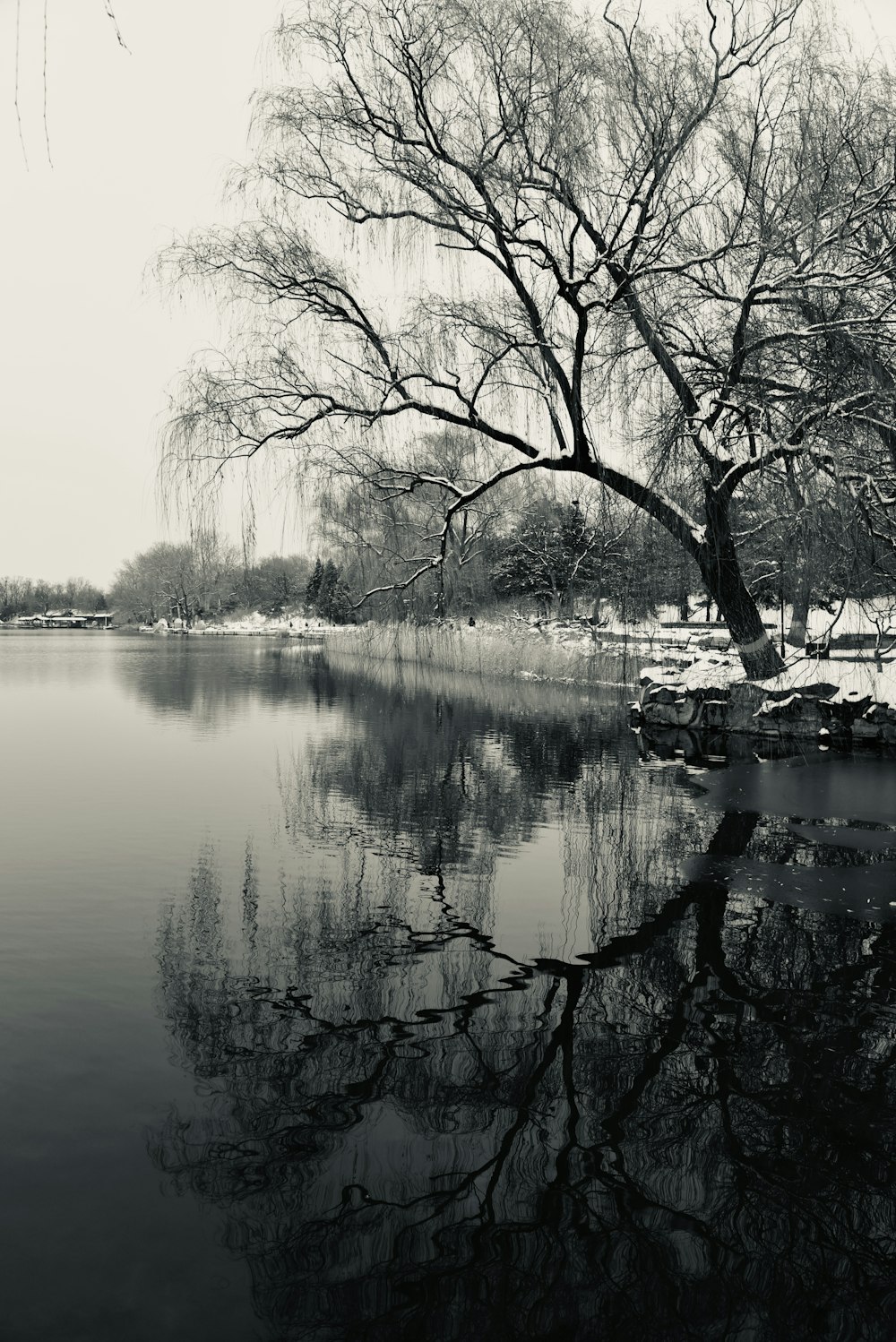 a black and white photo of a tree and water