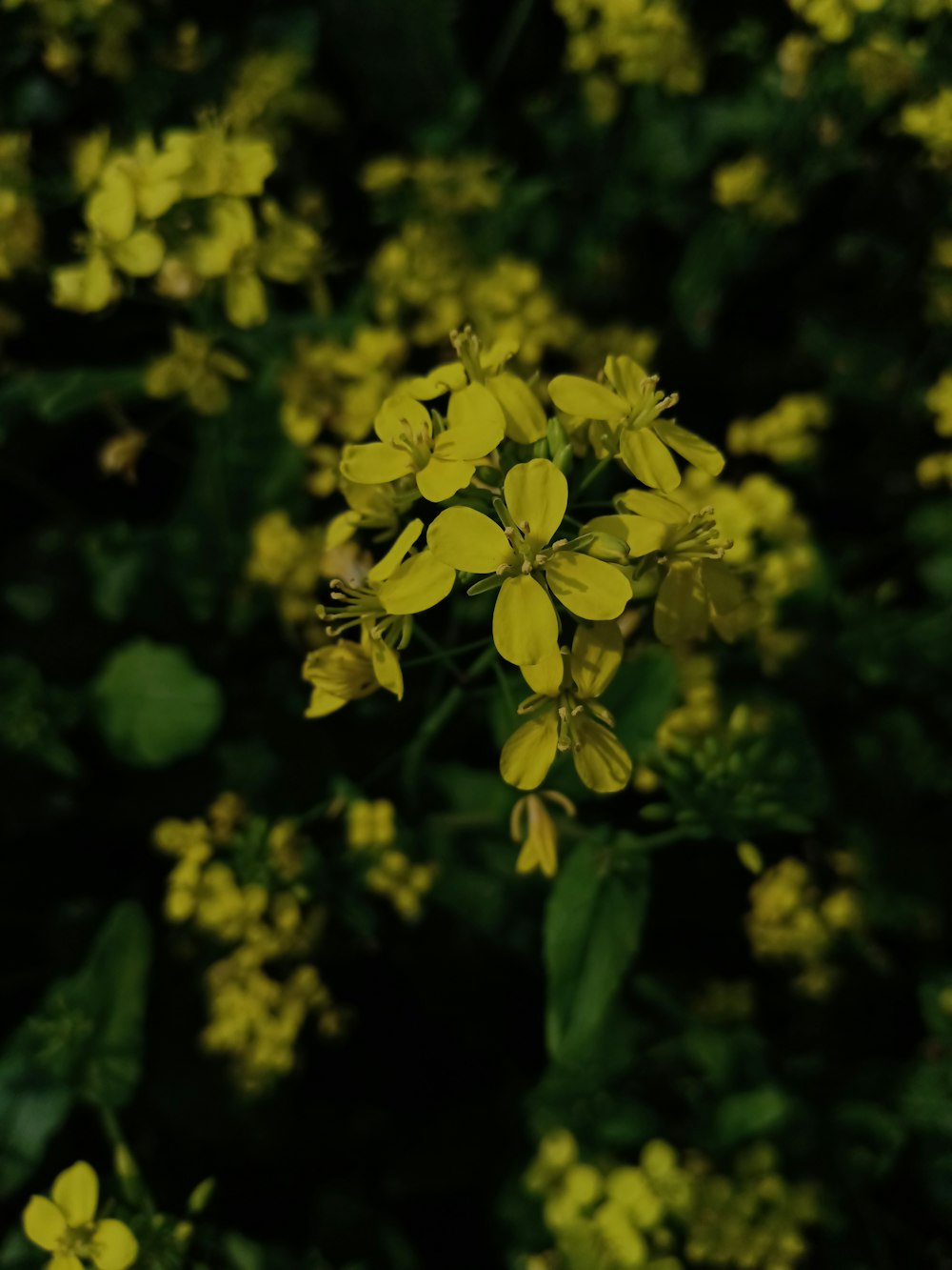 un mazzo di fiori gialli in un campo