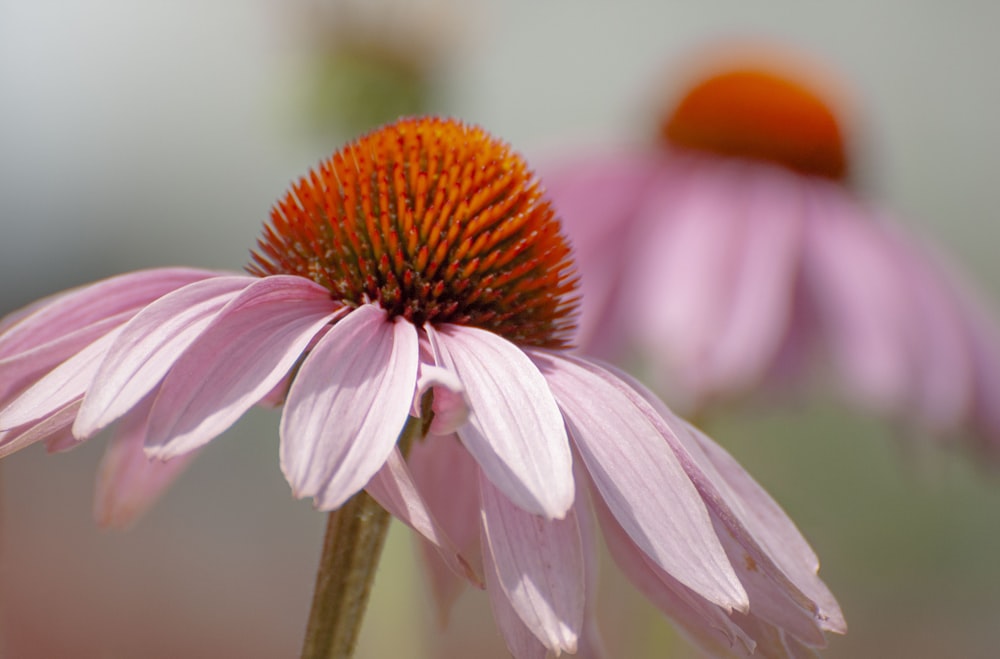 a close up of a flower with a blurry background