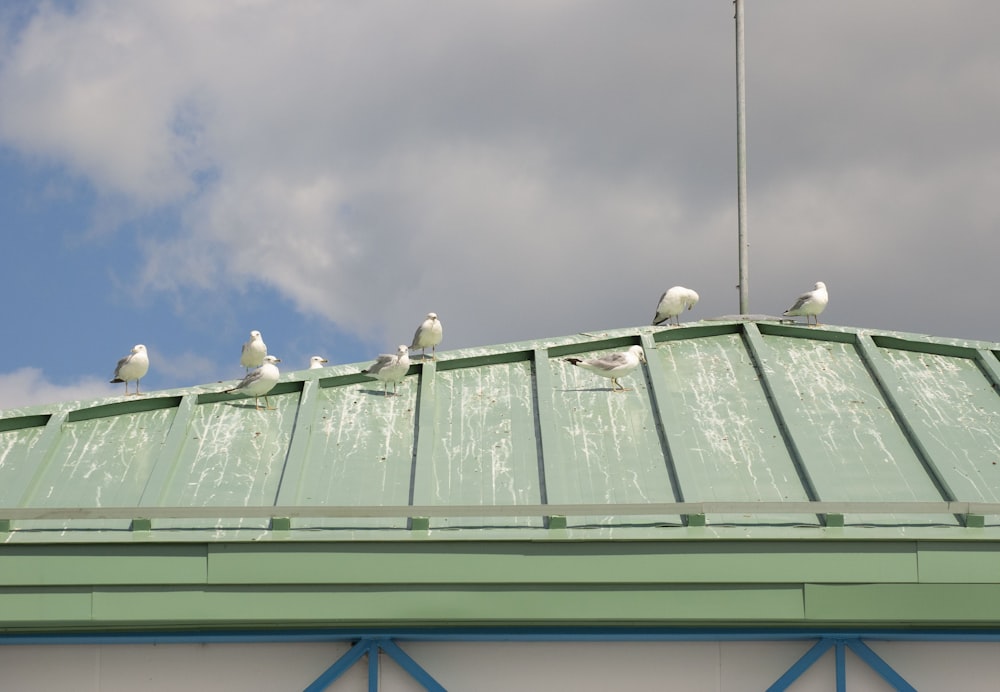 a group of seagulls sitting on top of a roof