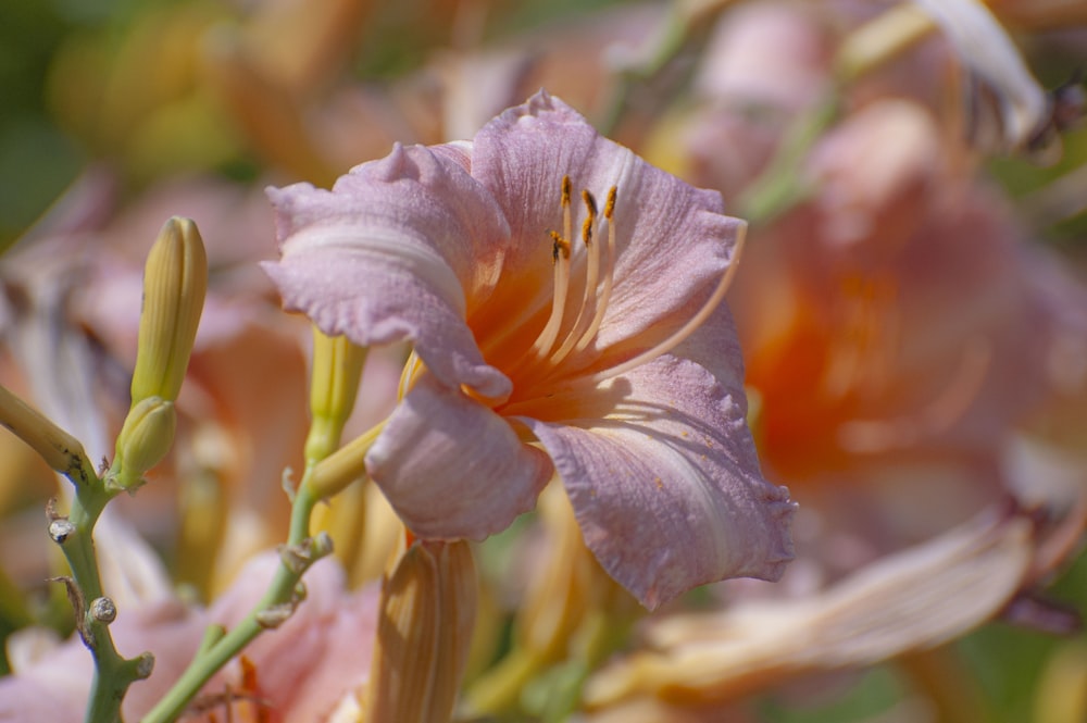 un primo piano di un mazzo di fiori rosa