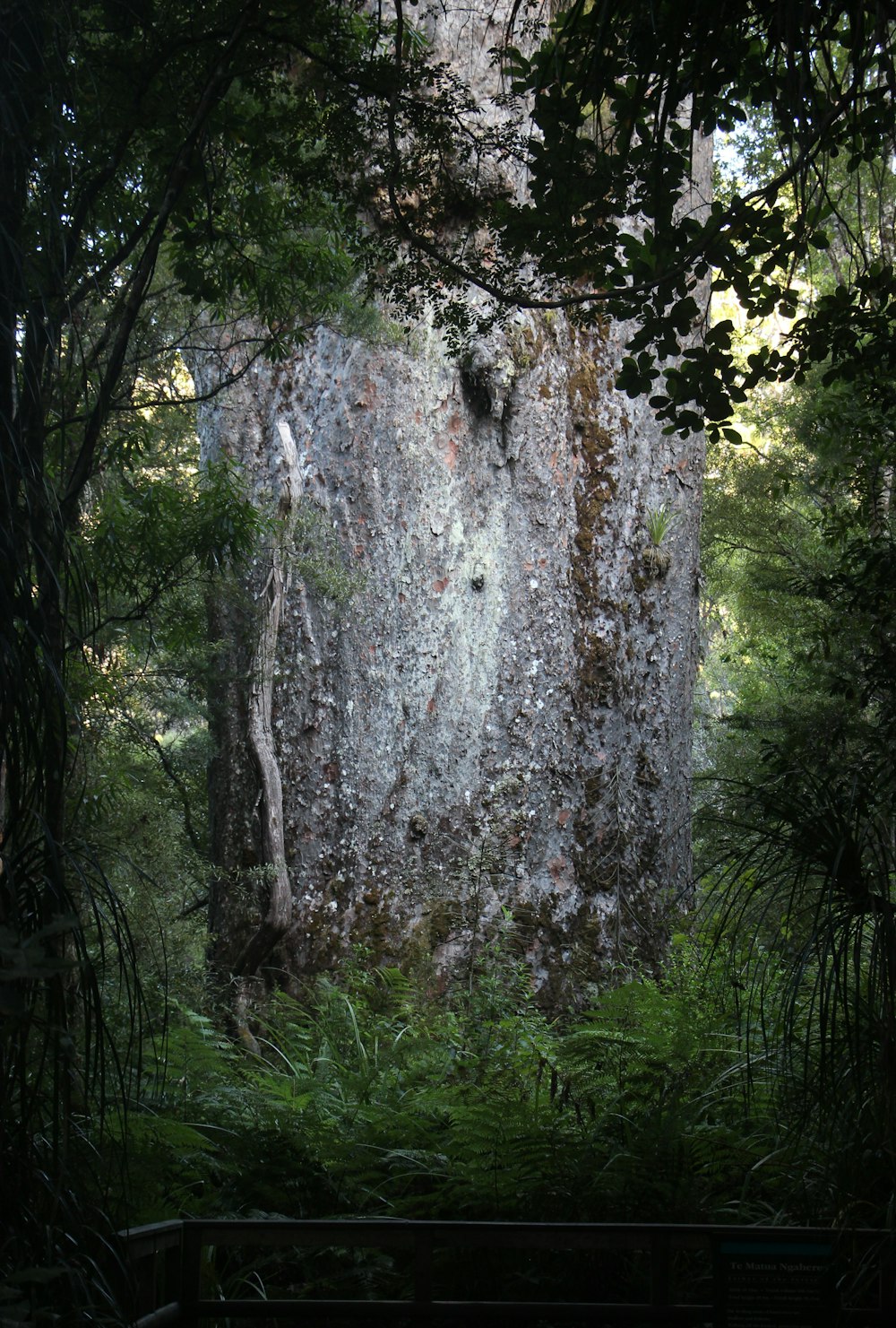 a large rock in the middle of a forest