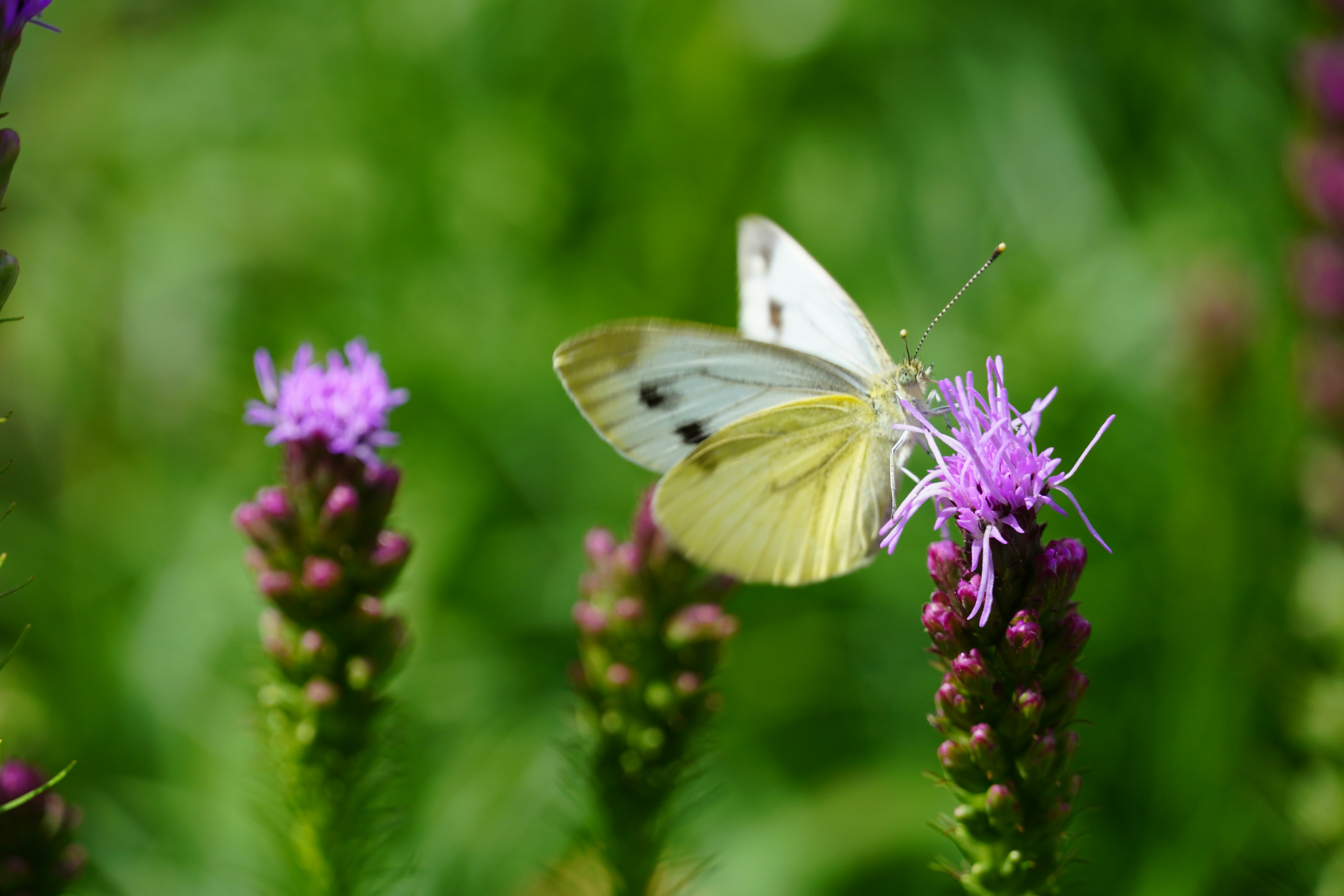 Photo by theodor_jacob