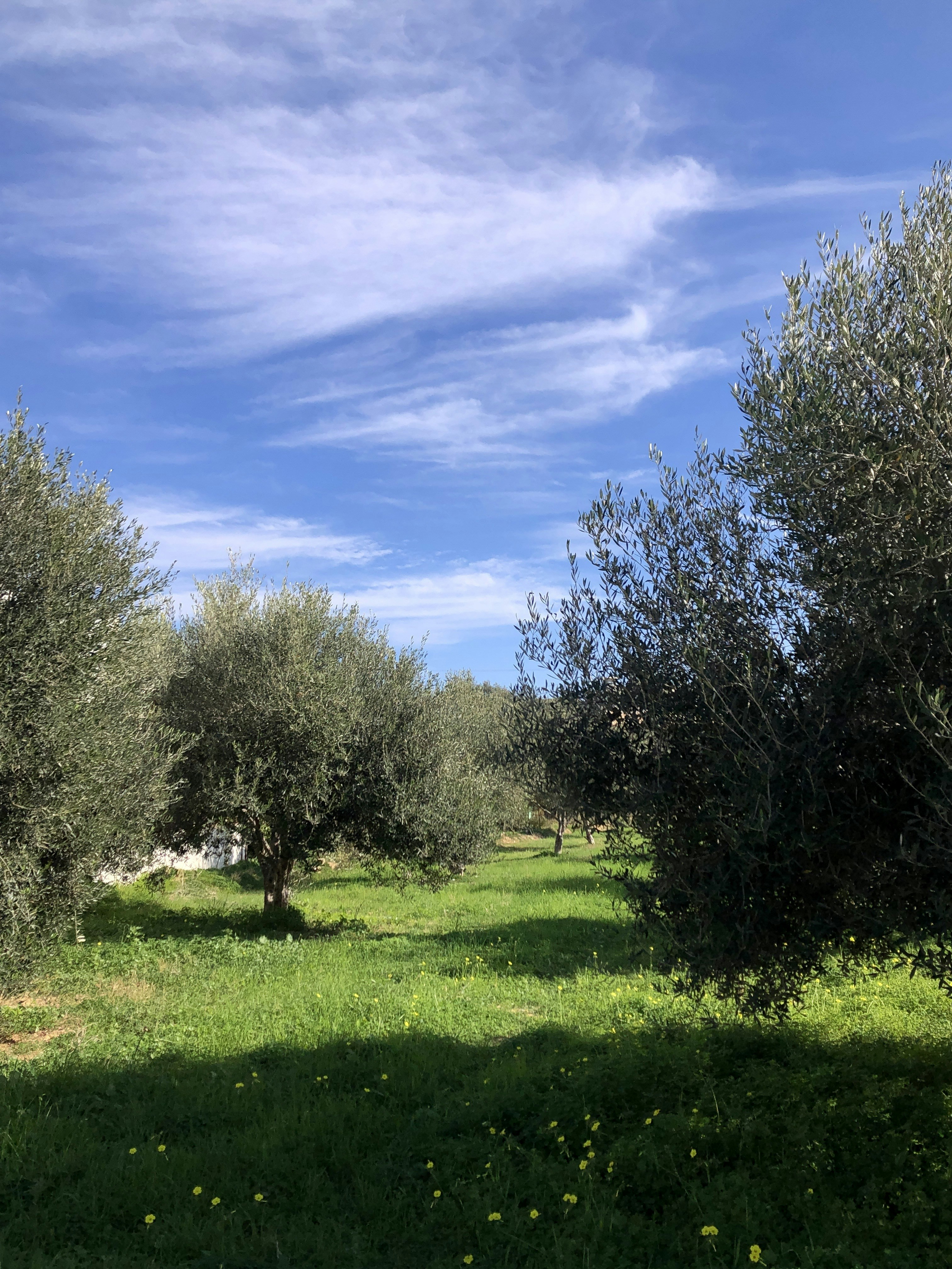 File di ulivi in un uliveto illuminato dal sole con terreno erboso.