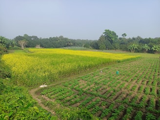a large field of crops with trees in the background