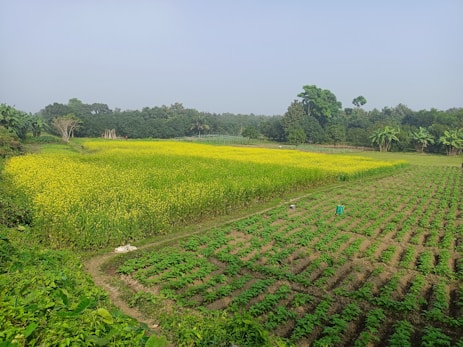 a large field of crops with trees in the background