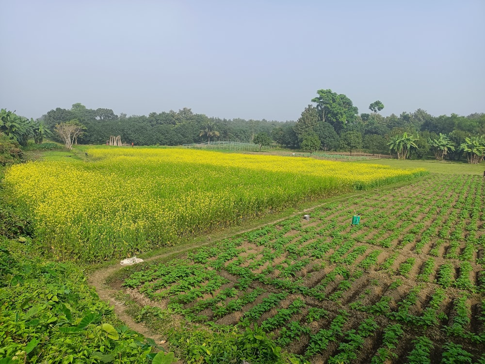 a large field of crops with trees in the background