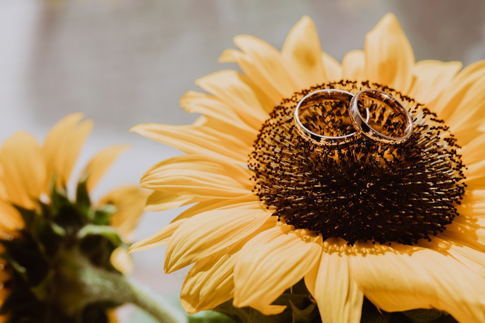 two wedding rings on top of a sunflower