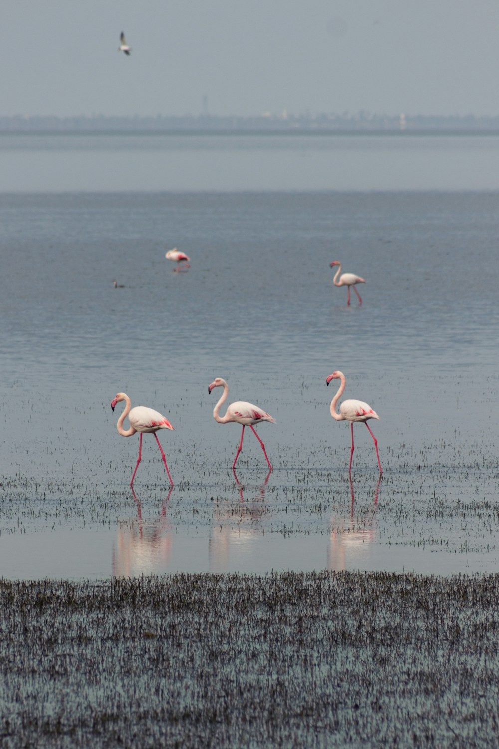 a group of flamingos walking along a beach