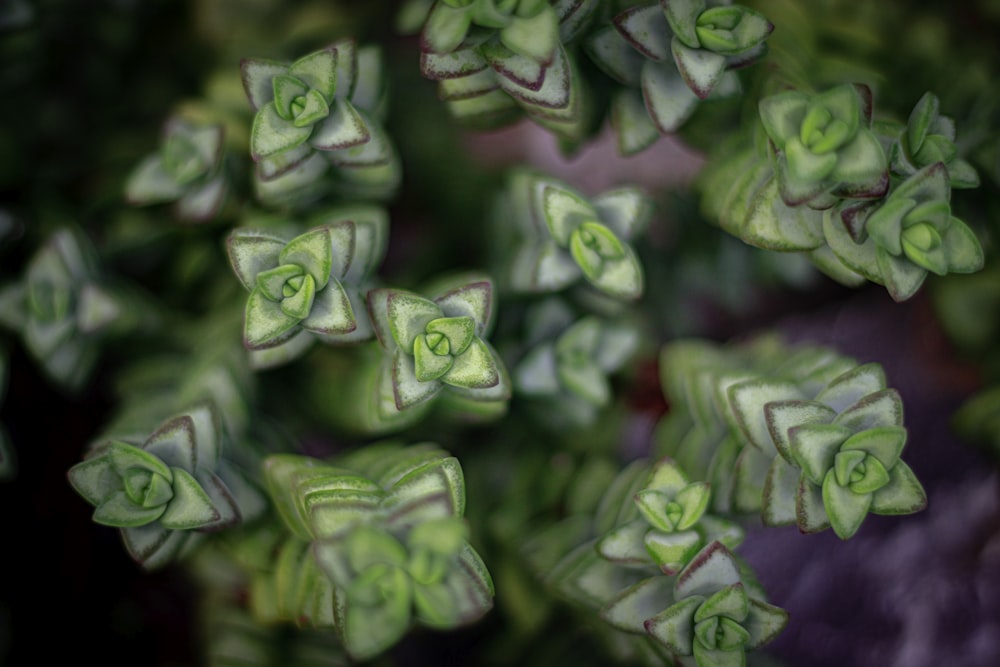 a close up of a bunch of green plants