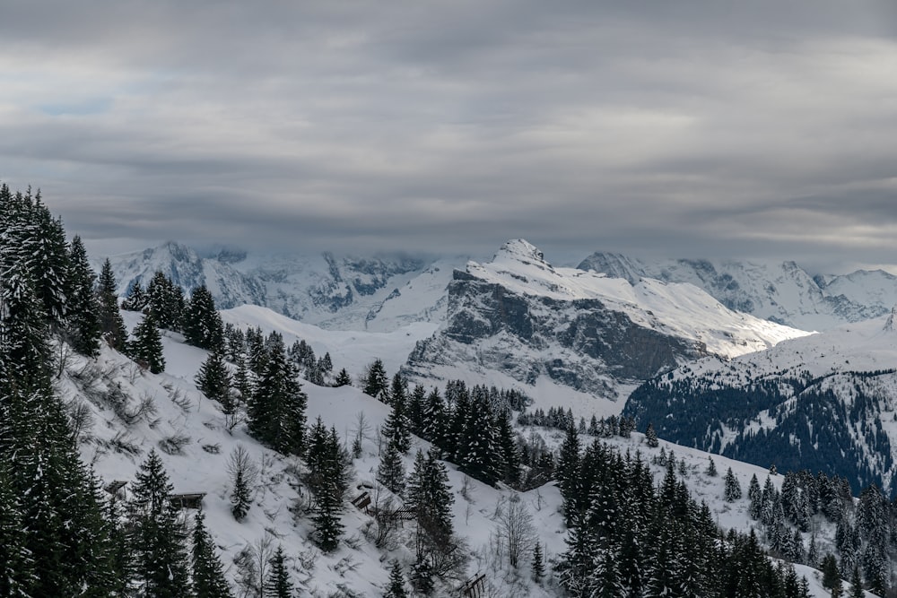 eine schneebedeckte Bergkette mit Kiefern
