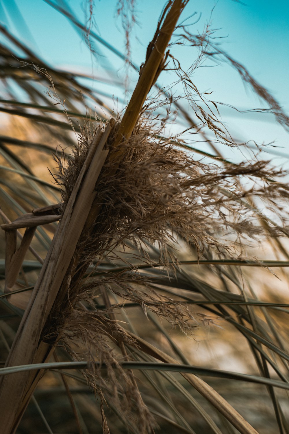 un gros plan d’une plante avec un ciel bleu en arrière-plan