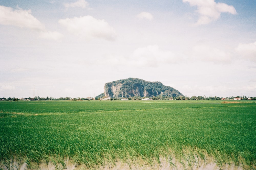 a green field with a large rock in the background