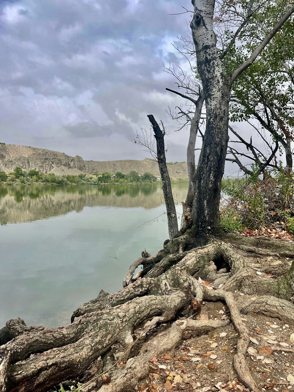 a tree that is sitting on the side of a river