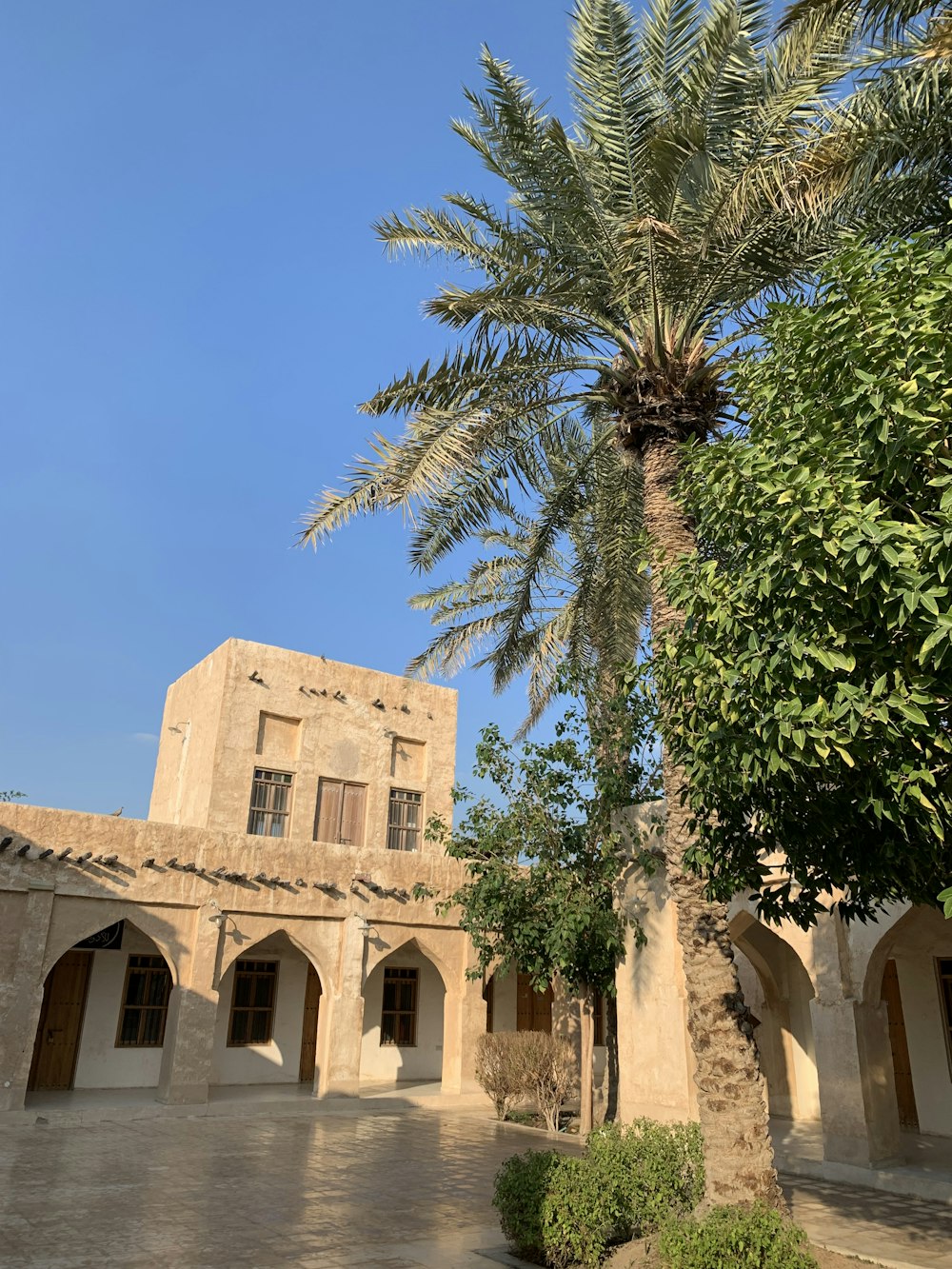 a palm tree in front of a building