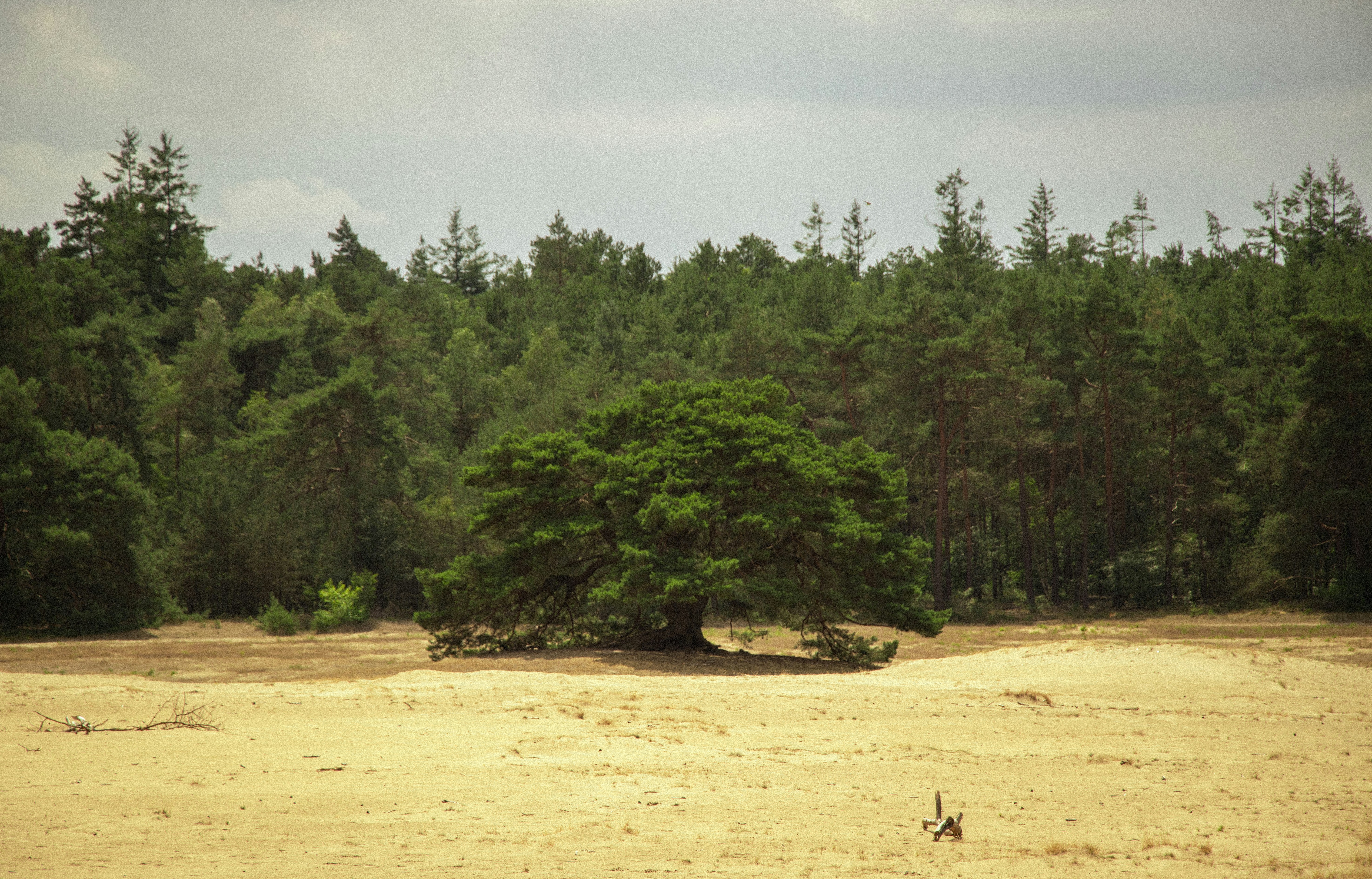 eine einsame Giraffe, die mitten in einem Feld steht