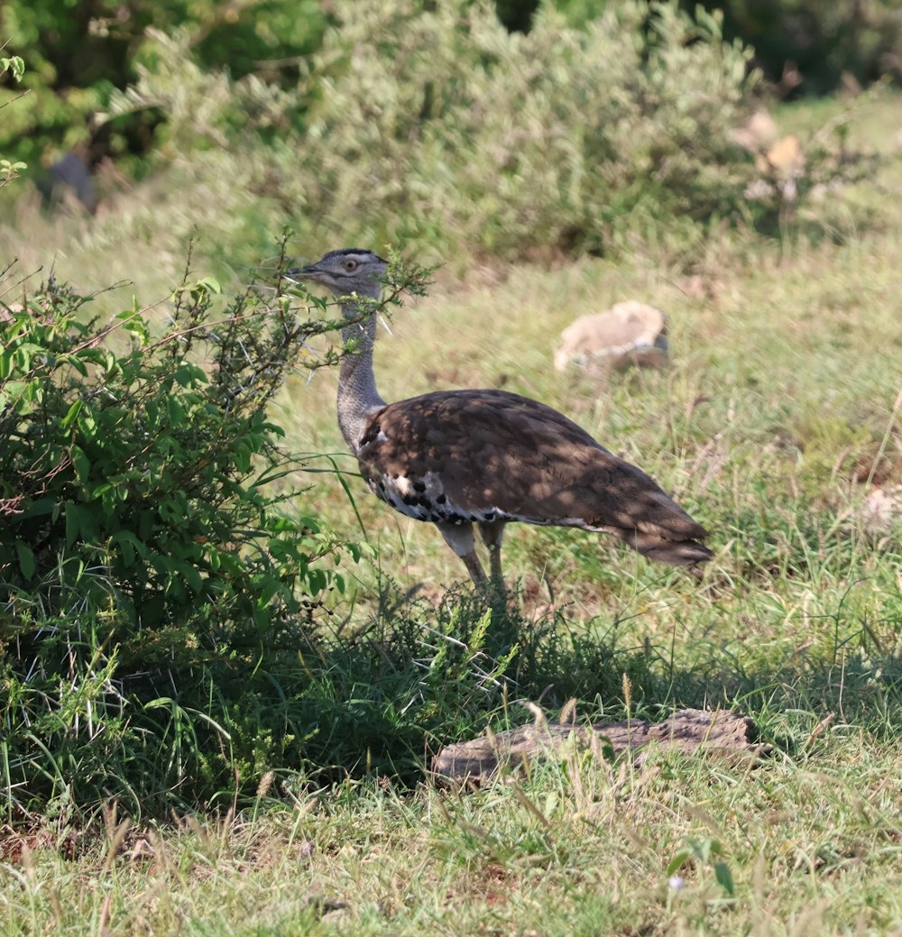 an ostrich is standing in the grass near a bush