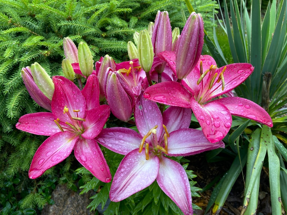 a bunch of pink flowers with water droplets on them