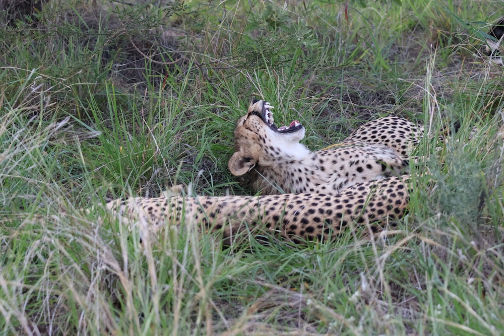 a cheetah laying in the grass with its mouth open
