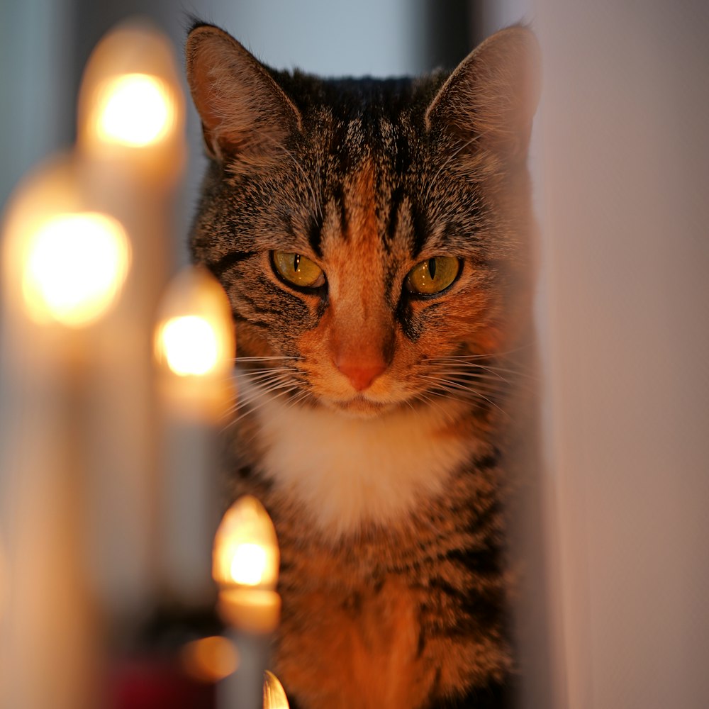 um gato sentado na frente de algumas velas