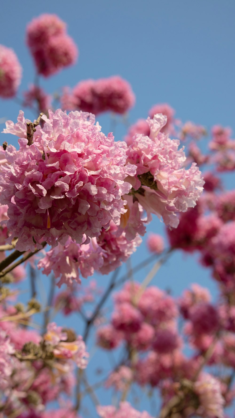 a bunch of pink flowers that are in the air