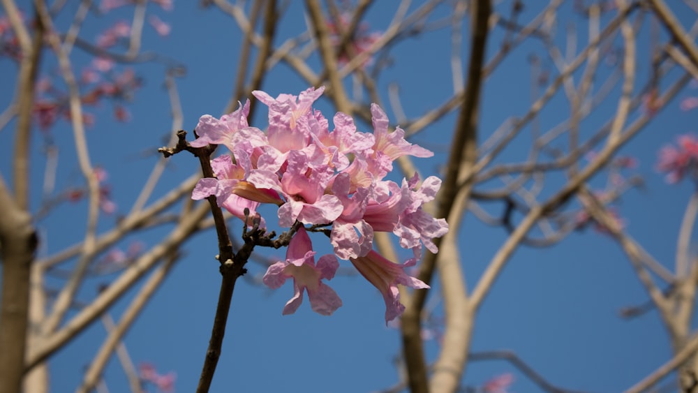 a pink flower on a tree with a blue sky in the background