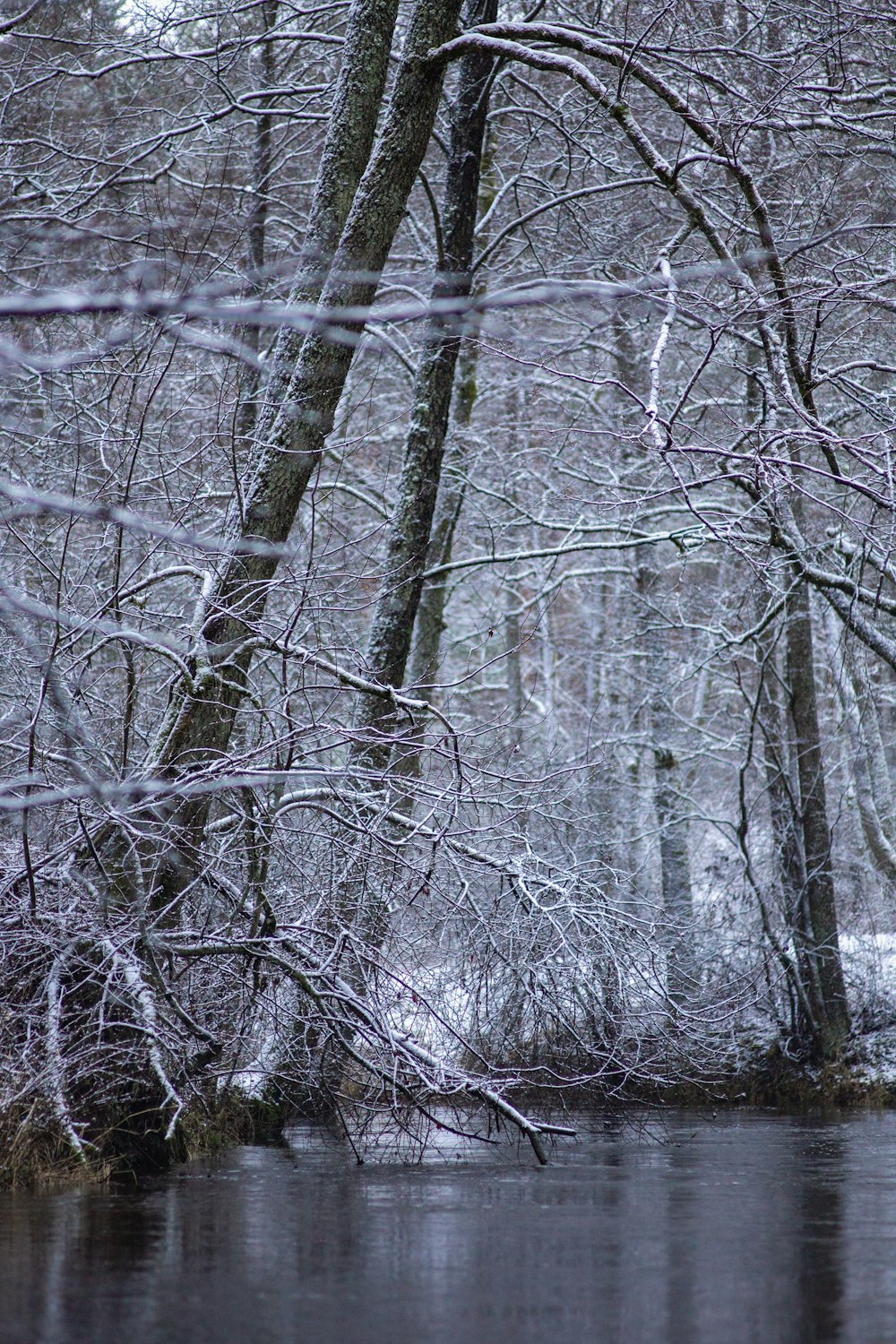 a river running through a forest covered in snow