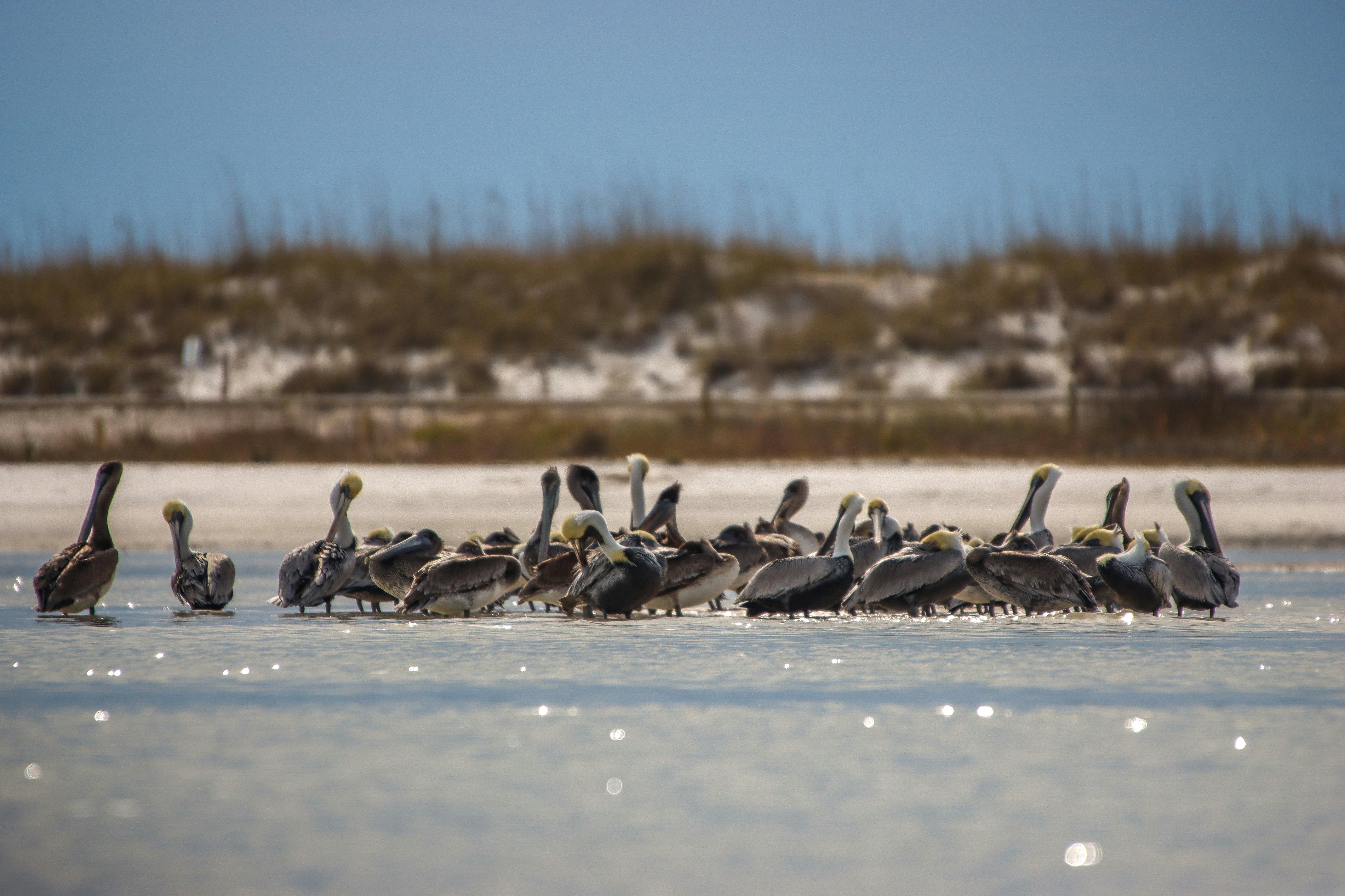 a flock of birds standing on top of a body of water
