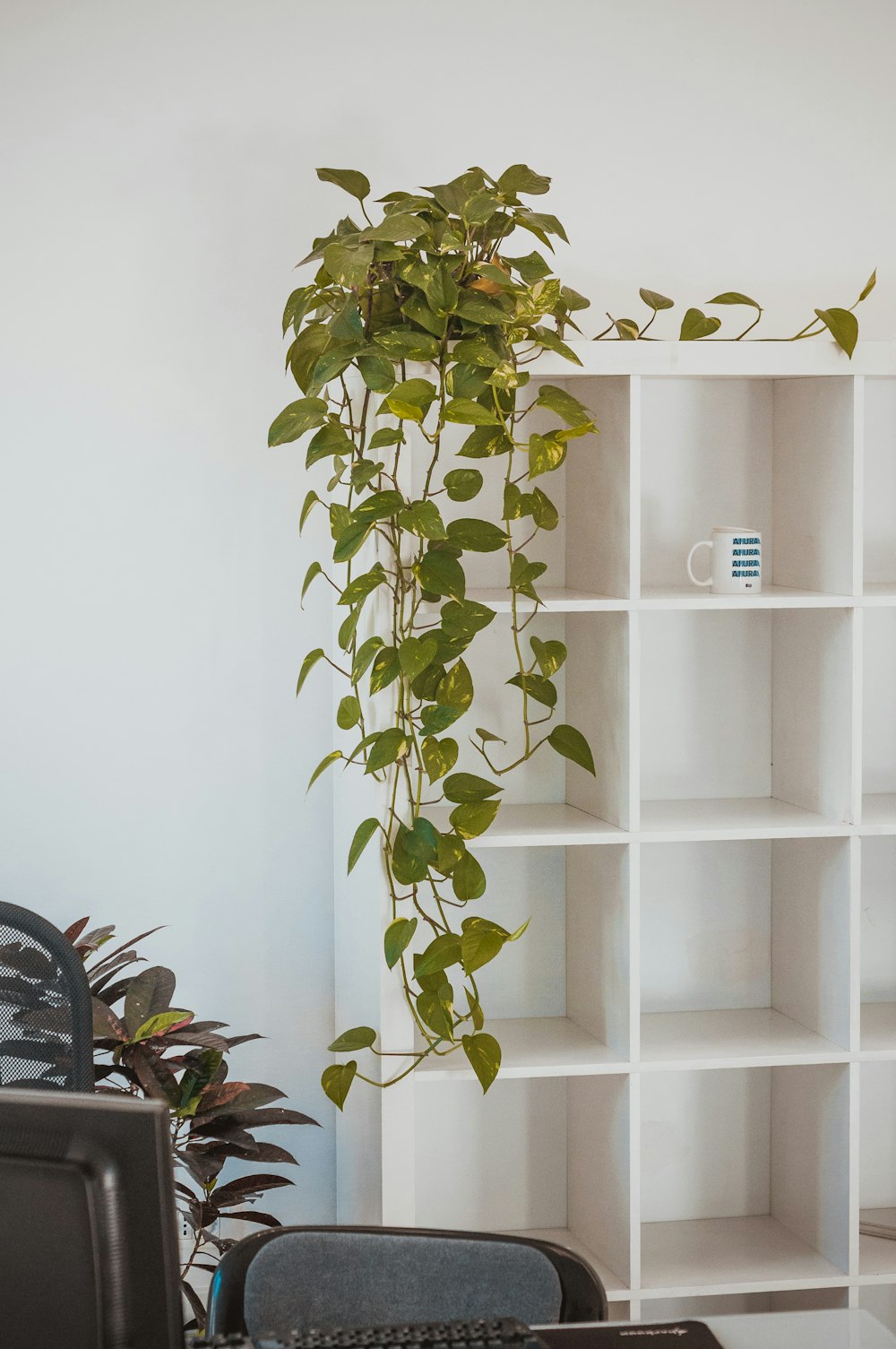 a plant is growing on a bookcase in an office