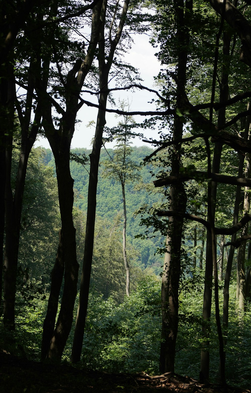 a forest filled with lots of tall trees